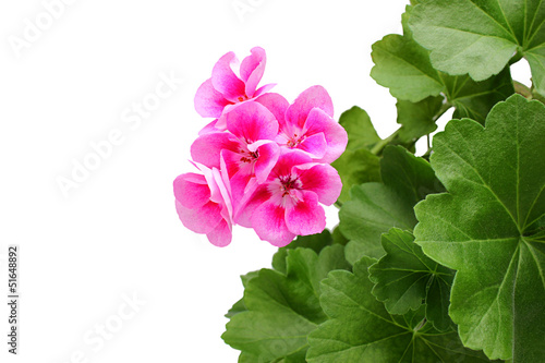 Fototapeta Naklejka Na Ścianę i Meble -  Pink geranium - pelargonium with leaves.