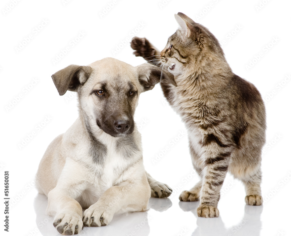 Fototapeta premium cat beats a dog. isolated on white 
