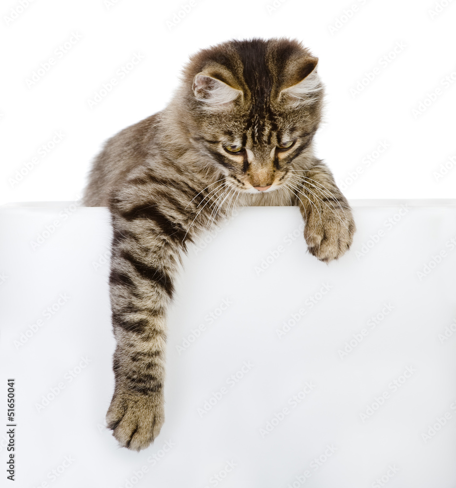Fototapeta premium Cute kitten with empty board. isolated on white 