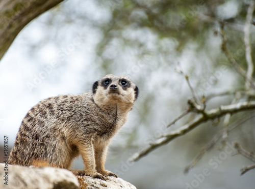 Meerkat on lookout on tree © veneratio