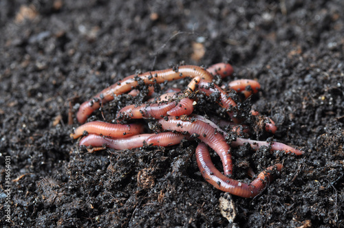 Group of earthworms