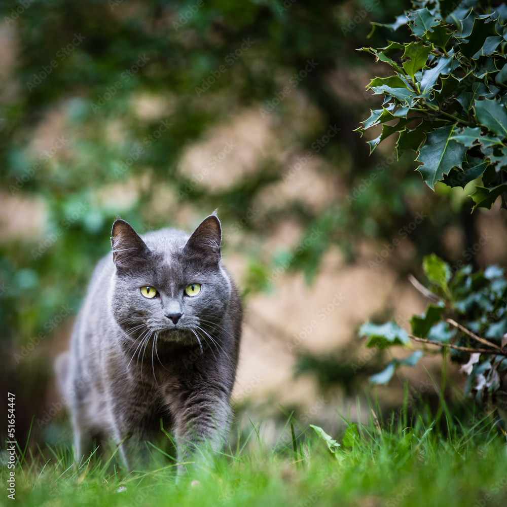 Fototapeta premium Cat outdoors on a green lawn, walking towards you