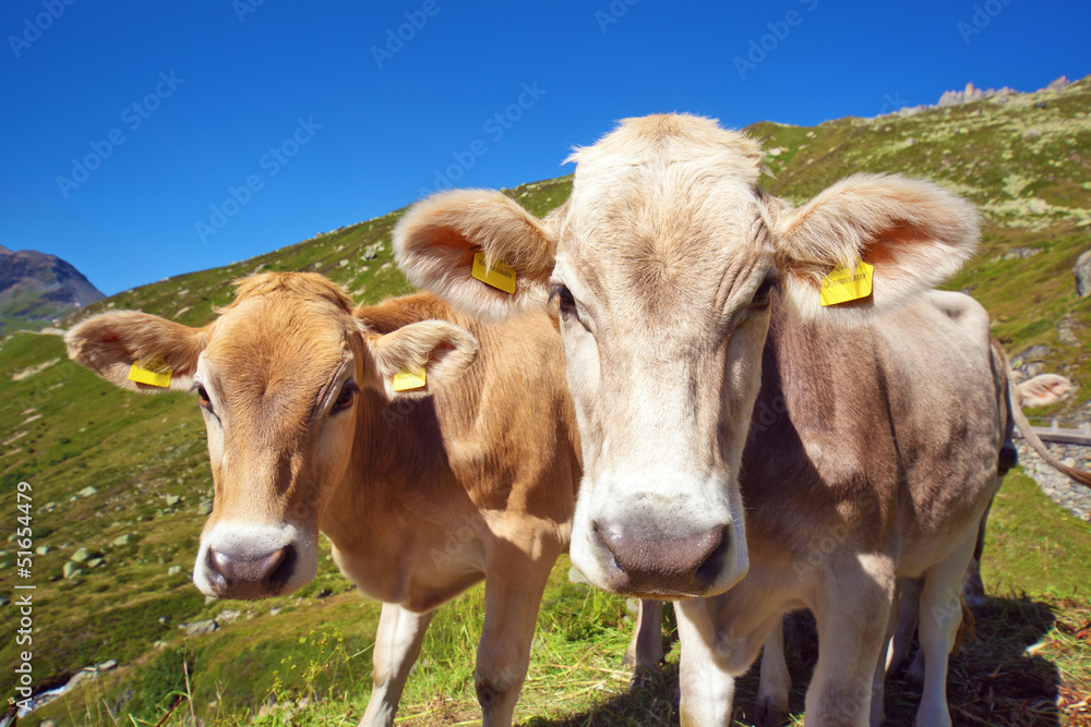 Cows on mountain meadow