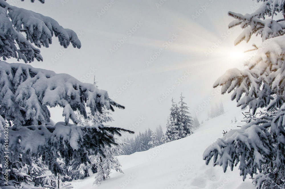 Obraz premium winter