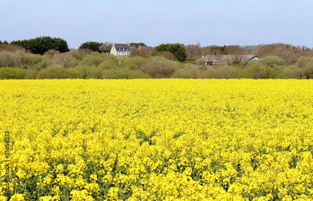Champs de colza ou moutarde en Bretagne, France.