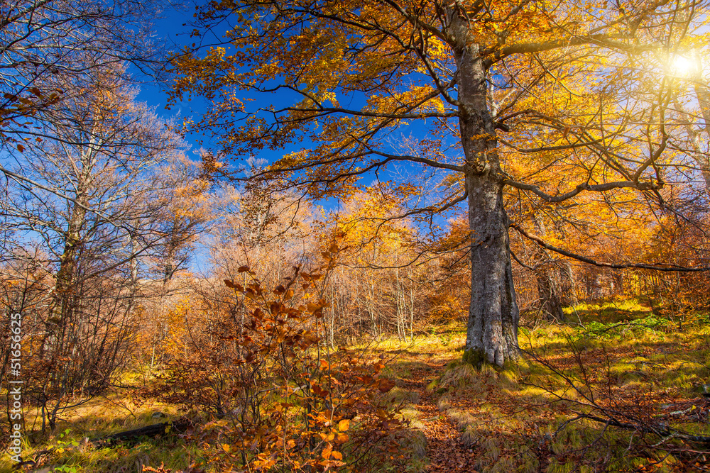 Fototapeta premium forest