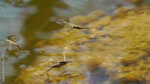 Wasserläufer - Gerridae - bei der Paarung photo