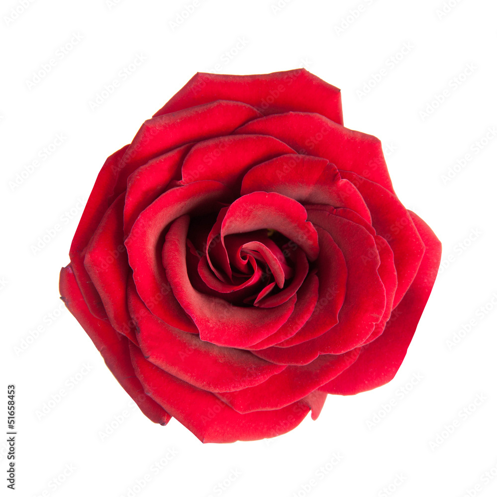 red rose isolated on white background - obrazy, fototapety, plakaty 
