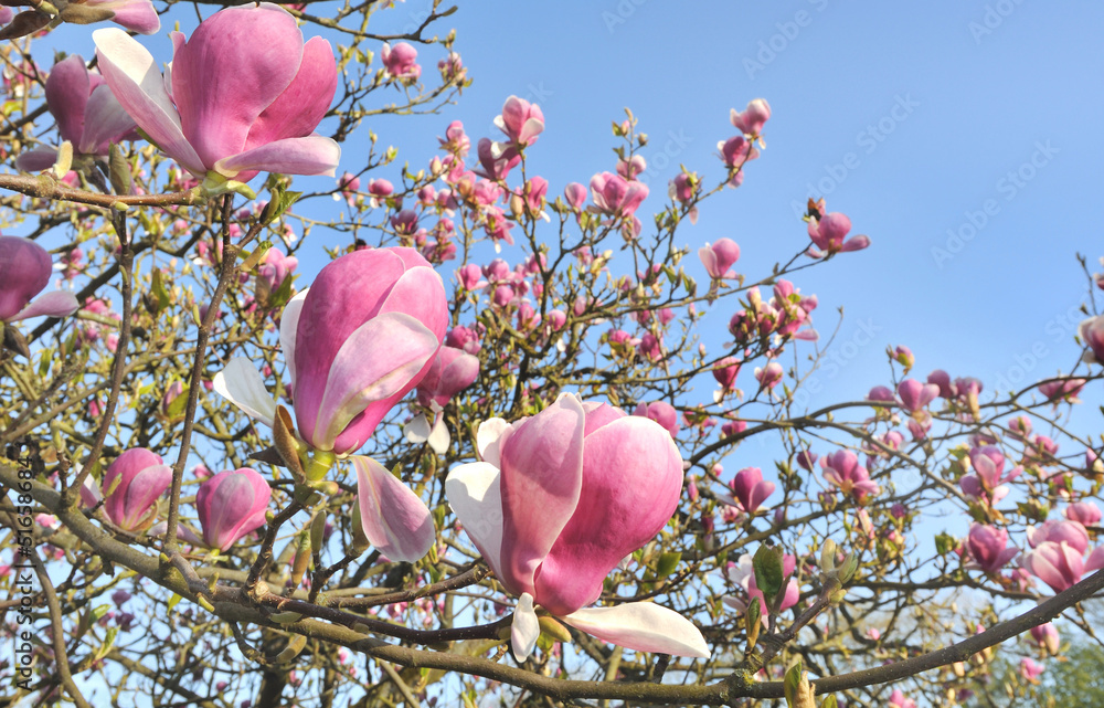 Naklejka premium floraison du magnolia