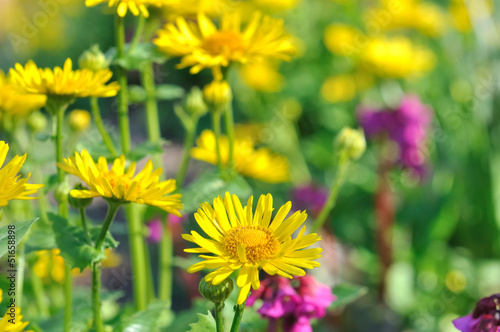marguerites jaunes