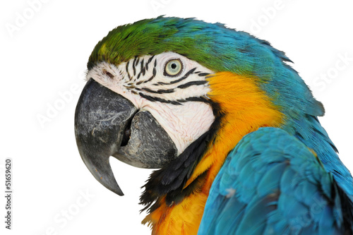 Portrait of a cute and colored parrot isolated on white