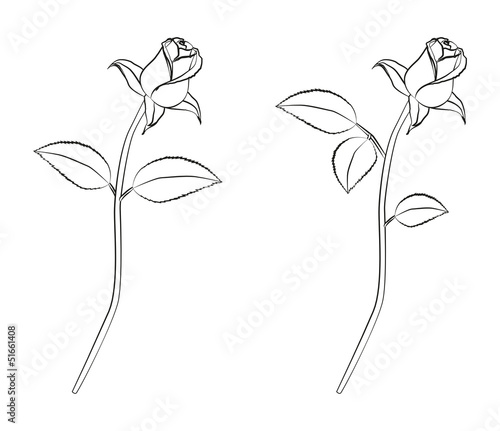 Rose lineart photo
