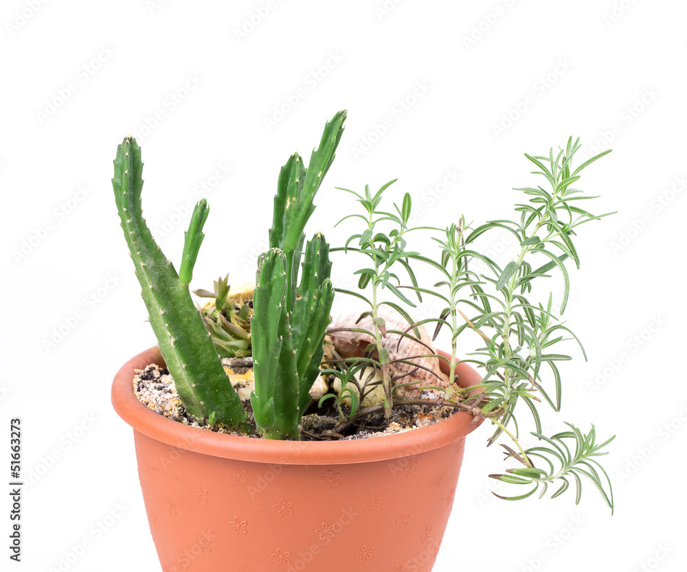 rosemary and cactus rosemary and cactus