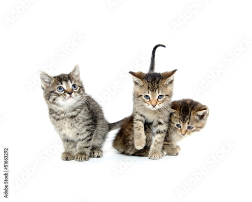 Fototapeta Naklejka Na Ścianę i Meble -  Three tabby kittens