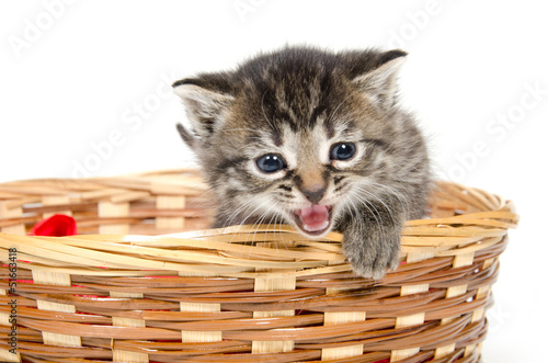 Cute kitten crying