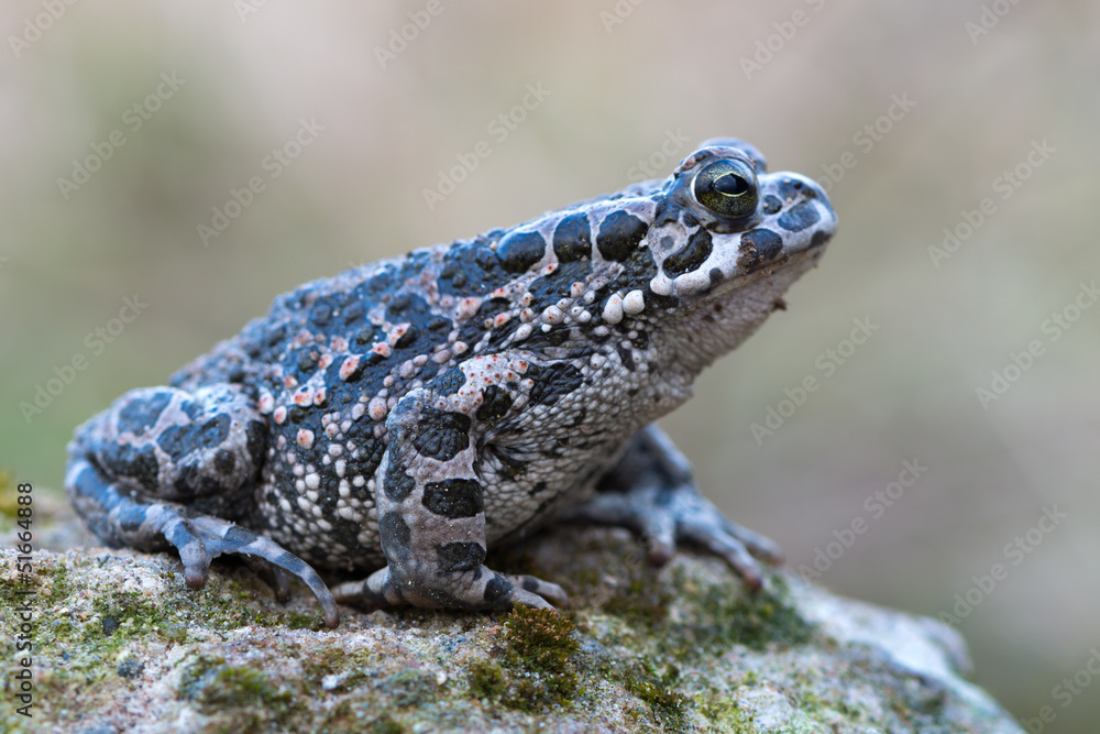 Obraz premium Bufo virdis