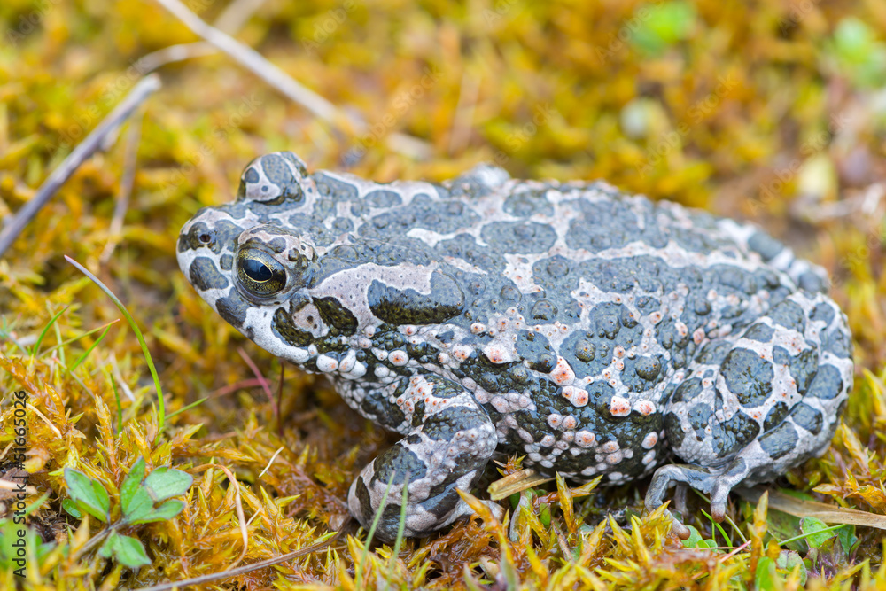 Fototapeta premium Bufo virdis