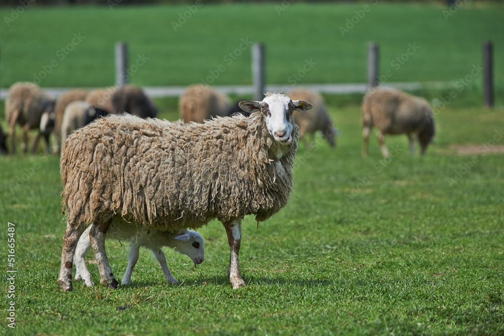 Sheeps in the field Sheeps in the field