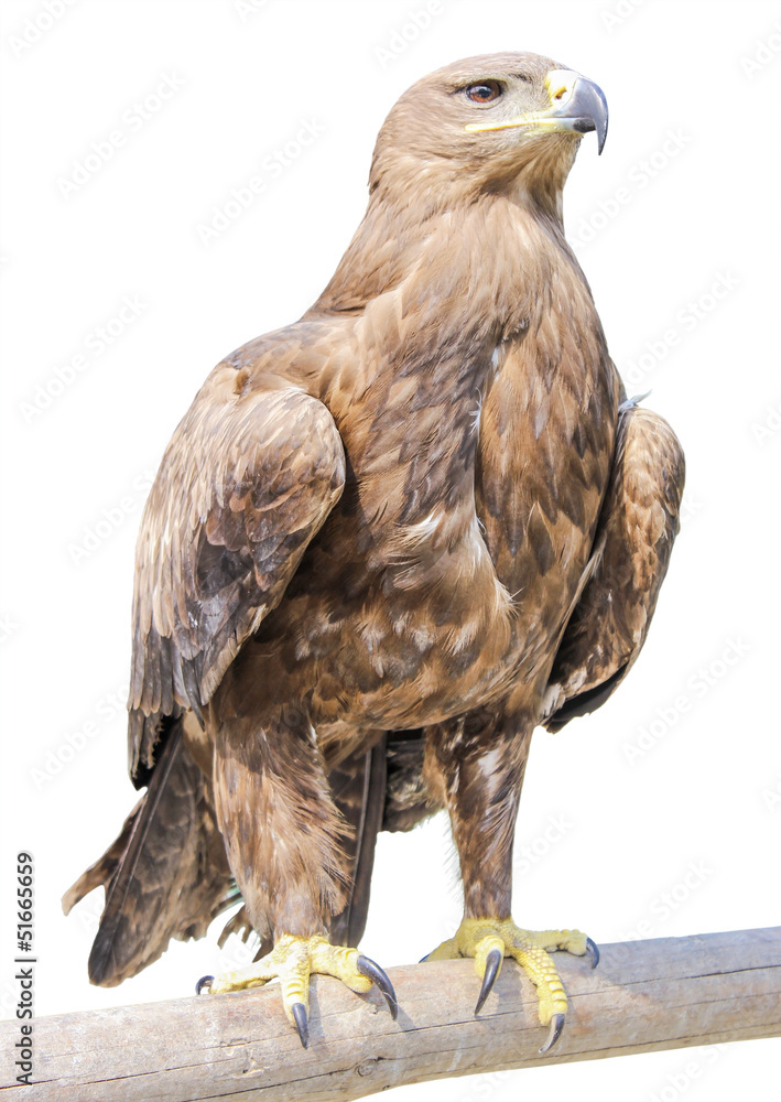 Eagle Eagle