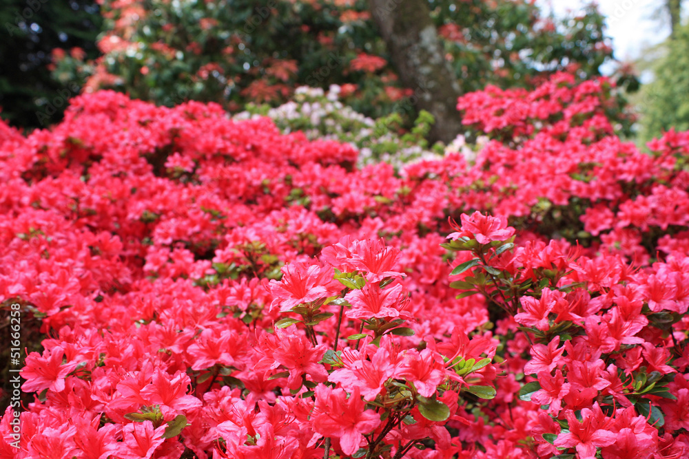 Azaleas Azaleas