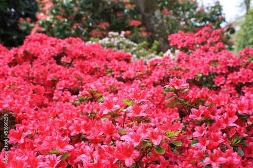 Azaleas