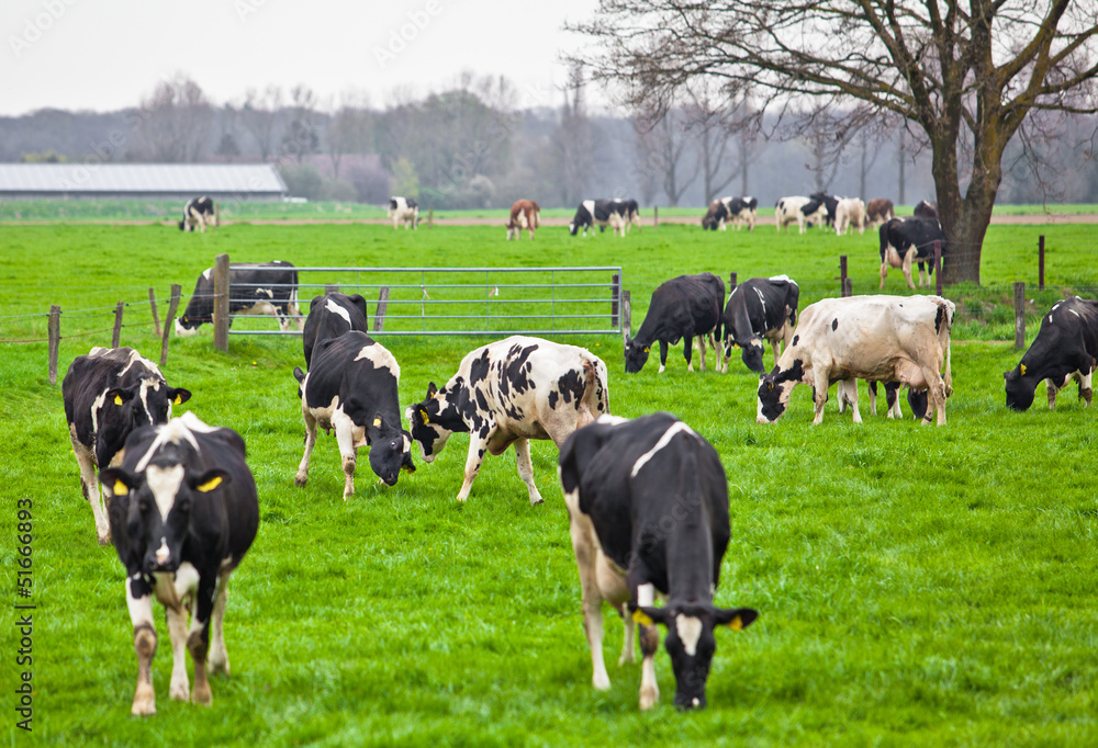 Cows on meadow with green grass. Grazing calves Cows on meadow with green grass. Grazing calves