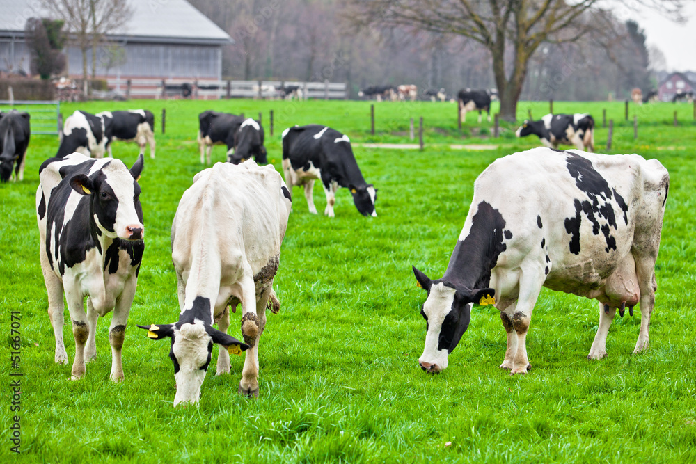 Cows on meadow with green grass. Grazing calves Cows on meadow with green grass. Grazing calves