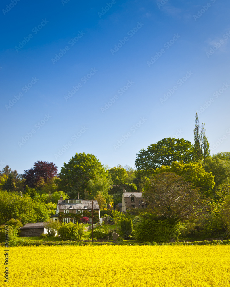 Oilseed Rape, Canola, Biodiesel Crop Oilseed Rape, Canola, Biodiesel Crop