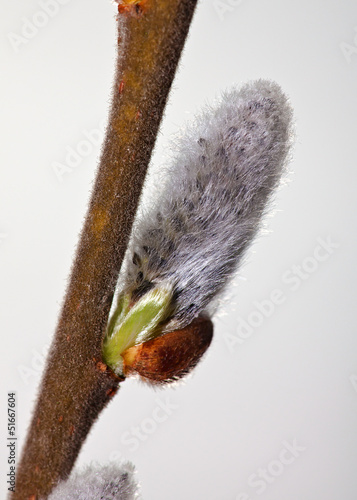 Flowers willow spring (Salix) © Evgeny Parushin
