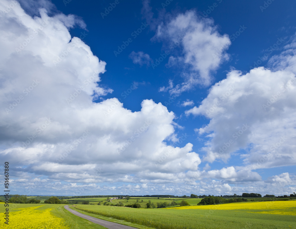 Obraz premium Oilseed Rape, Canola, Biodiesel Crop