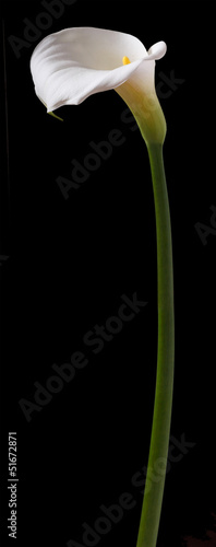 Fototapeta Naklejka Na Ścianę i Meble -  White calla flower