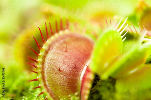 Venus flytrap