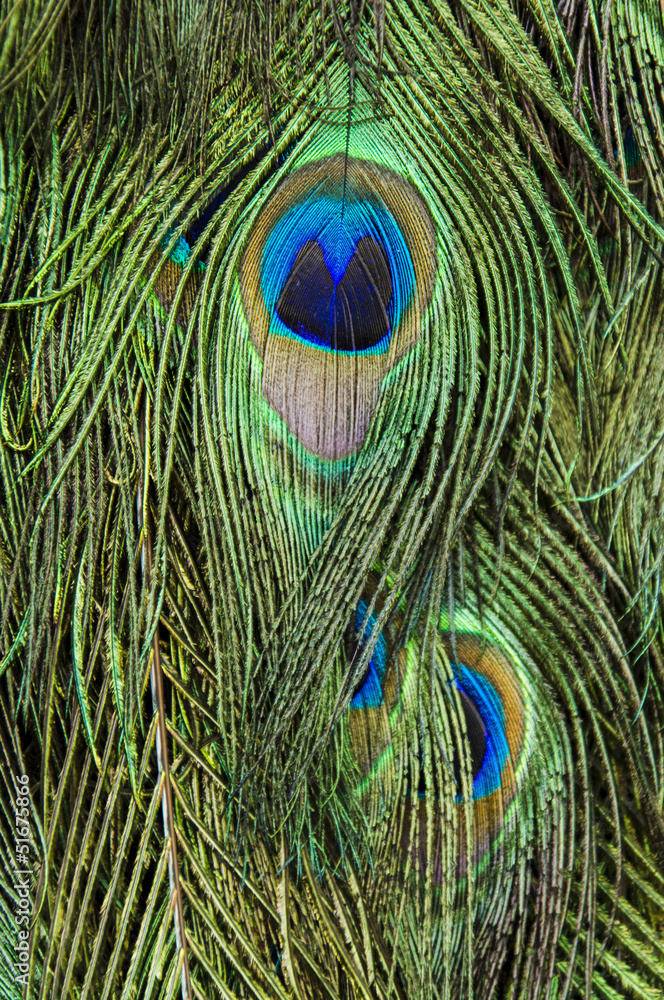 Obraz premium peacock feathers