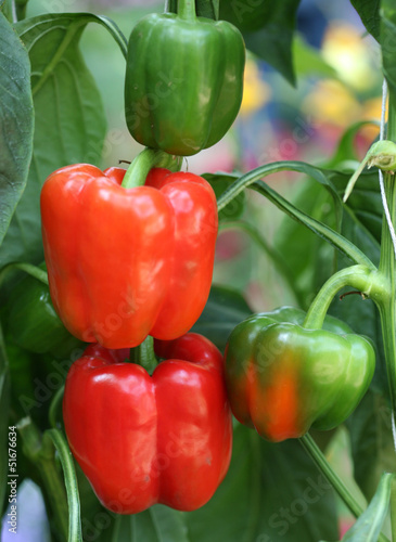 red and green sweet peppers