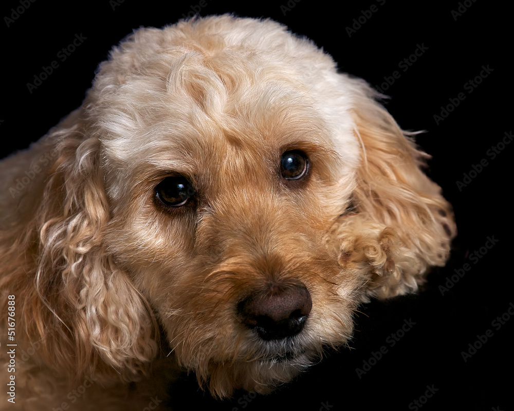 Fototapeta premium spoodle