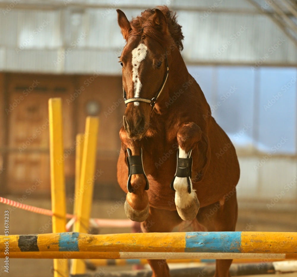 Horse