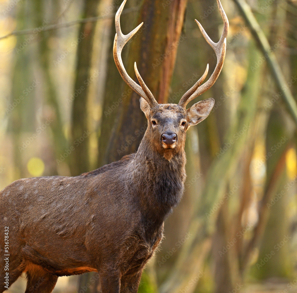 Obraz premium Spotted Deer