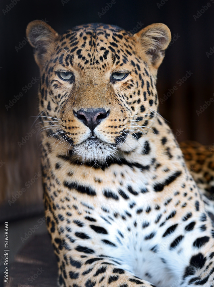 Portrait of leopard Portrait of leopard