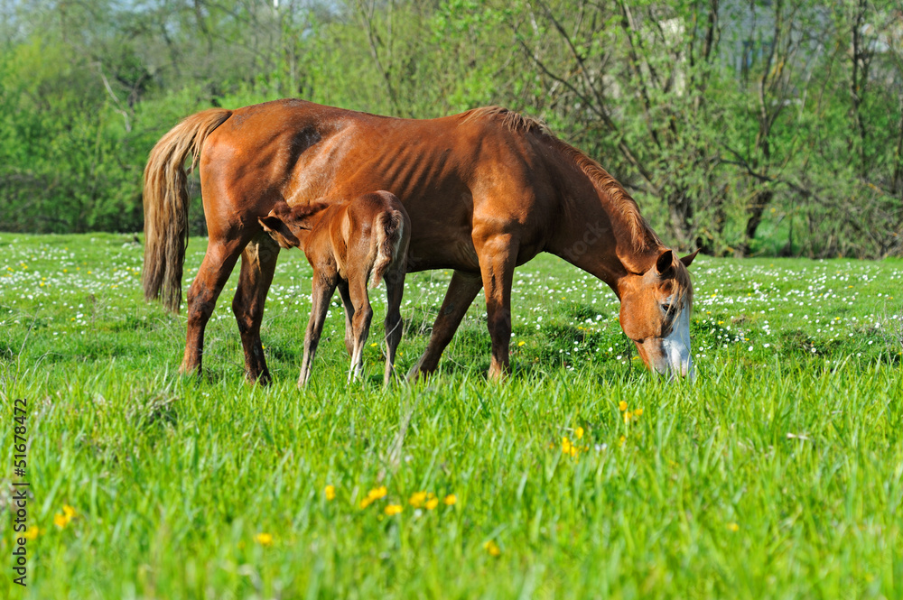 Fototapeta premium Horse