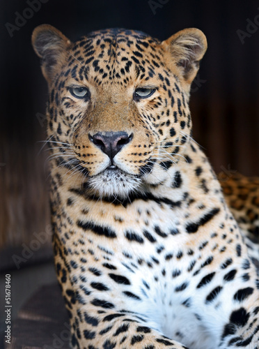 Portrait of leopard