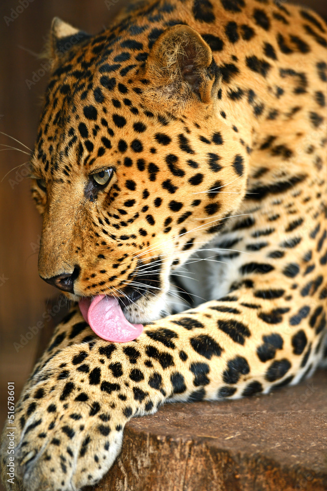 Naklejka premium Portrait of leopard