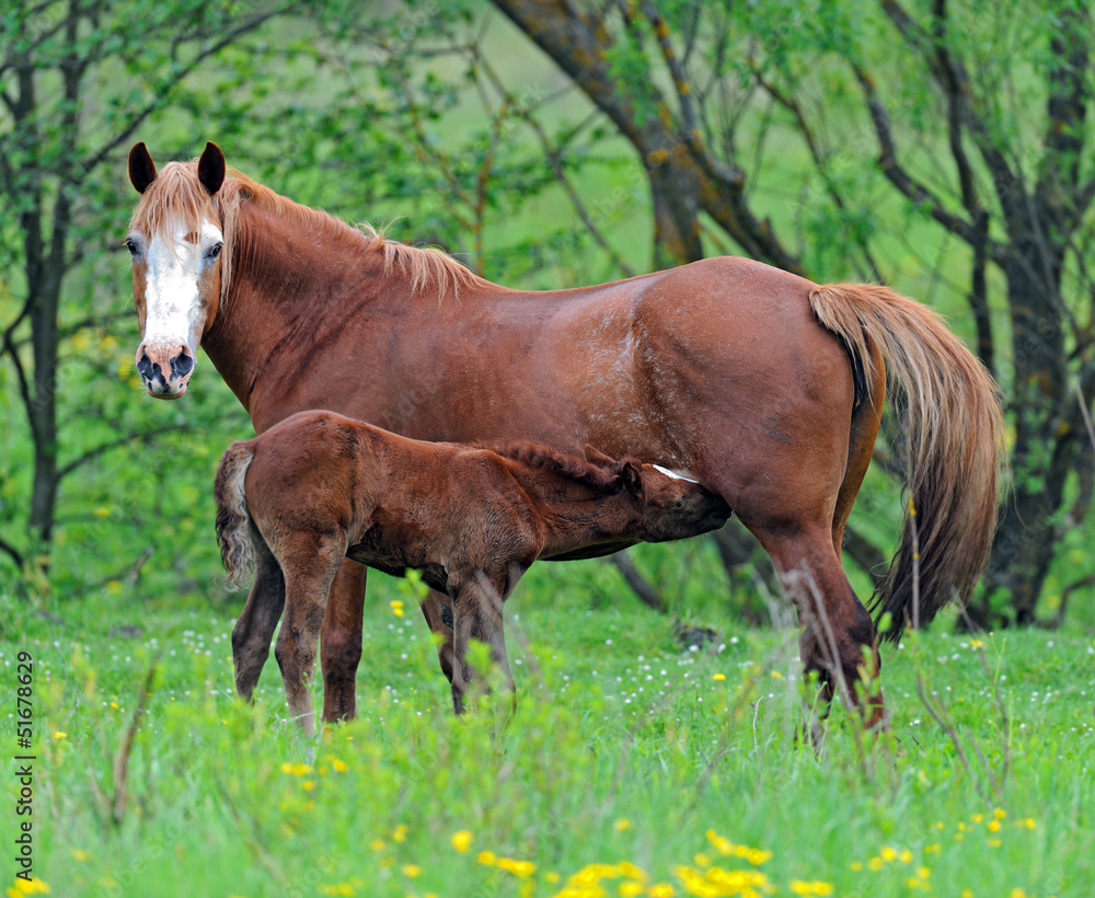 Fototapeta premium Koń