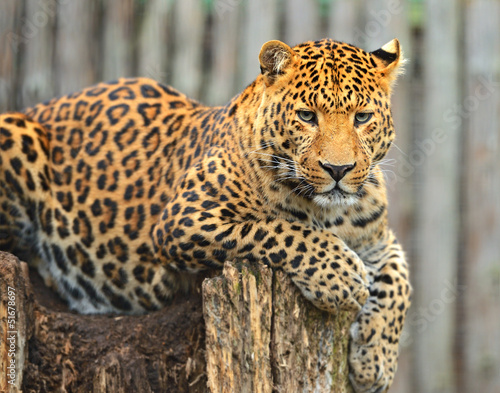 Portrait of leopard © kyslynskyy