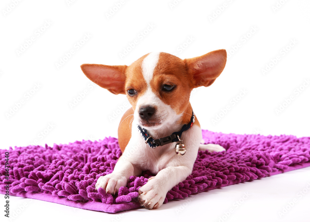 Chihuahua looking something on carpet color purple