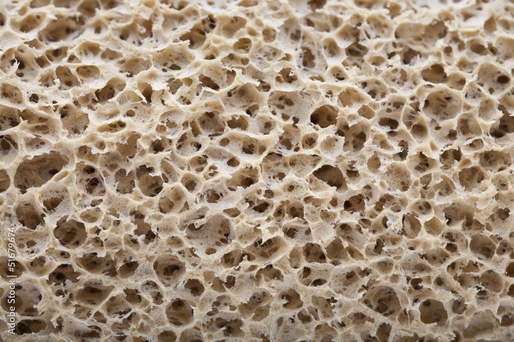 sponge details sponge details