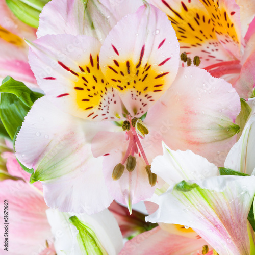 fresh flower alstroemeria close up