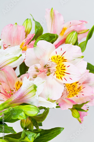 flowers bunch from white and pink alstroemeria