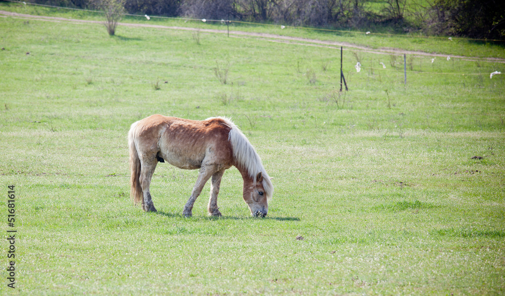 Obraz premium Beautiful horse