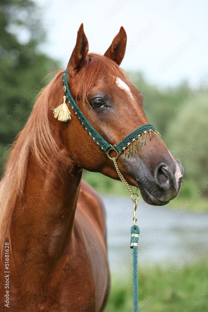 Naklejka premium Beautiful arabian horse with nice show halter