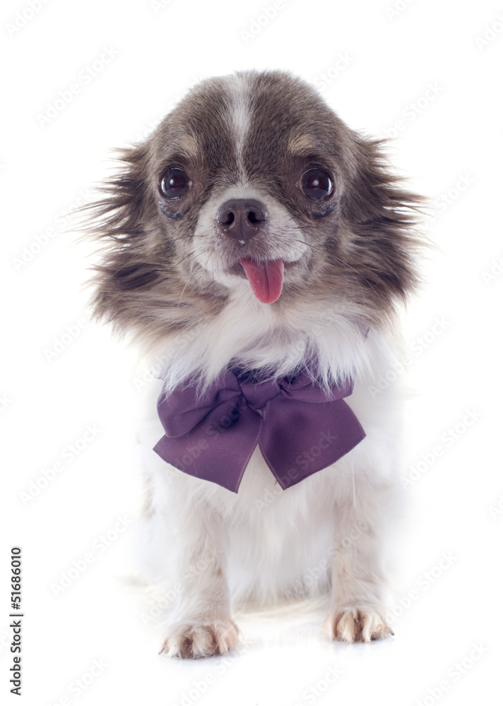 puppy chihuahua puppy chihuahua